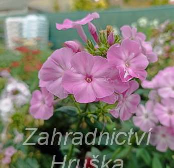 Phlox paniculata Picasso