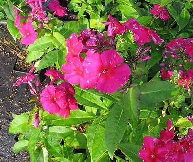 Phlox paniculata Red Riding Hood