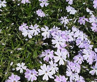 Phlox subulata Emerald Cushion Blue