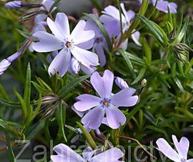 Phlox subulata Emerald Cushion Blue