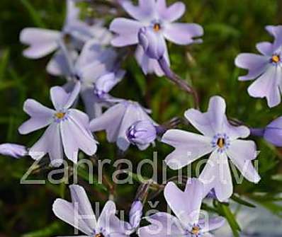 Phlox subulata Emerald Cushion Blue