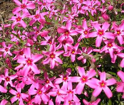 Phlox subulata Zwergenteppich