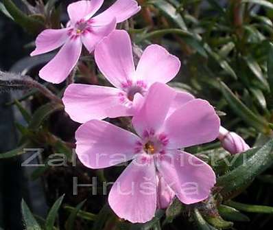 Phlox subulata Ronsdorfer Schone