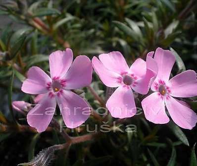 Phlox subulata Ronsdorfer Schone