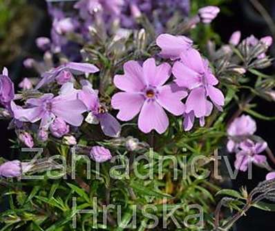 Phlox subulata Ronsdorfer Schone