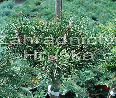 Borovice - Pinus mugo 'Kudrnáč'..