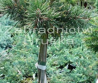 Borovice - Pinus mugo 'Kudrnáč'..