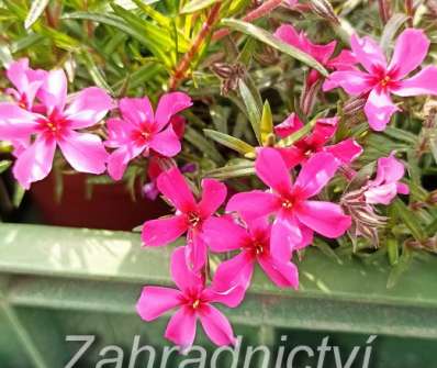 Phlox subulata Scarlet Flame