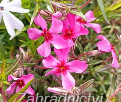 Phlox subulata Scarlet Flame
