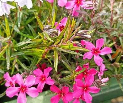 Phlox subulata Scarlet Flame