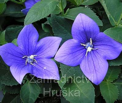 Platycodon grandifl. Blue