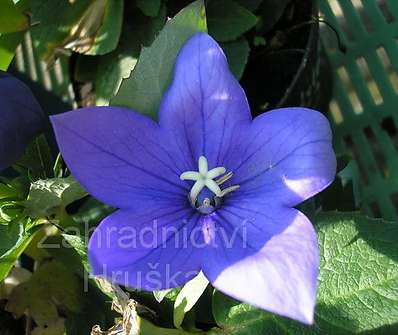 Platycodon grandifl. Blue