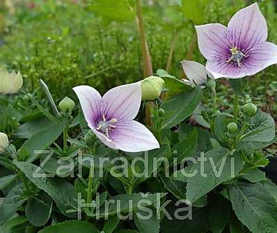 Platycodon