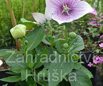 Platycodon