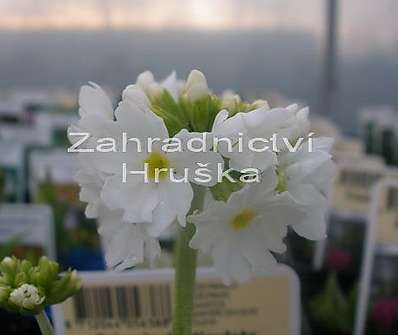 Primula denticulata Alba