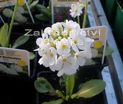 Primula denticulata Alba