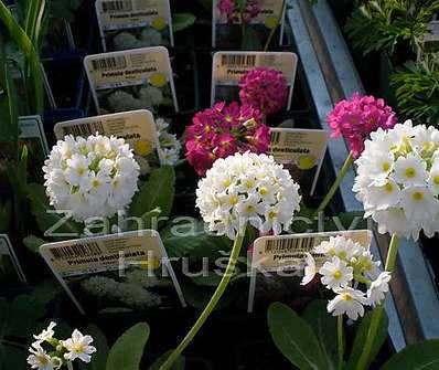 Primula denticulata Alba