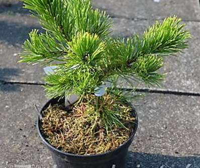 Borovice - Pinus mugo 'Laarhaede'