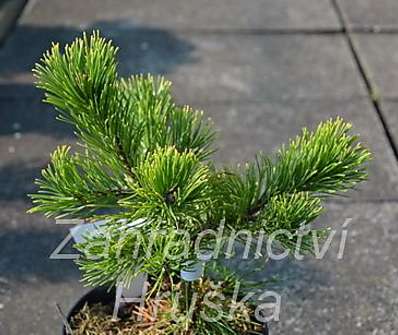 Borovice - Pinus mugo 'Laarhaede'
