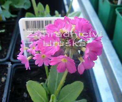 Primula denticulata Rubín