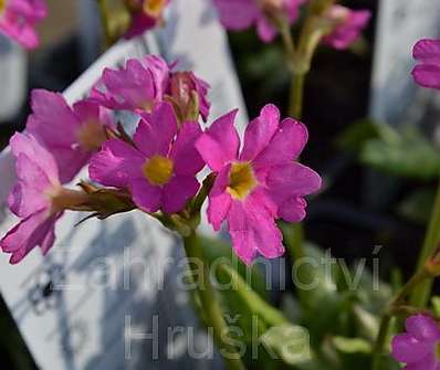 Primula rosea Grandiflora