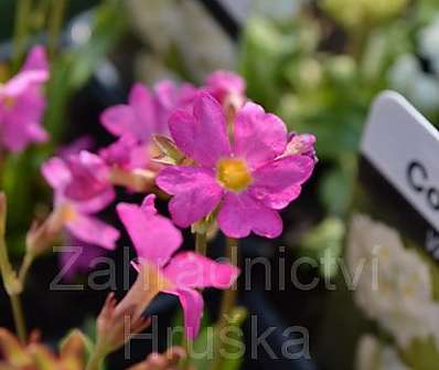 Primula rosea Grandiflora