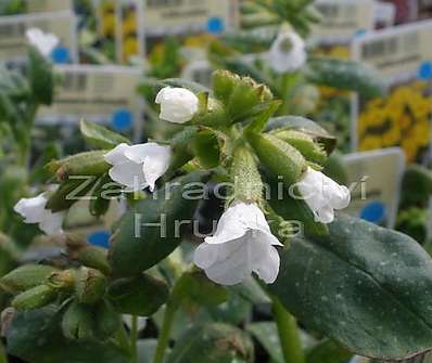 Pulmonaria officinalis 'Sissinghurst White'