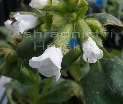 Pulmonaria officinalis 'Sissinghurst White'