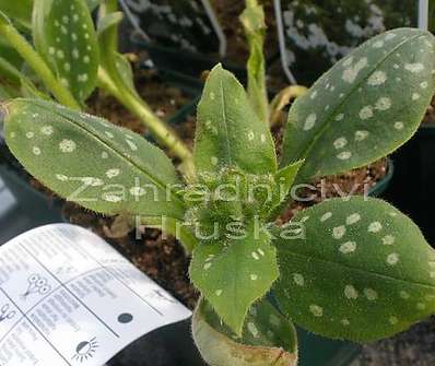 Pulmonaria officinalis 'Sissinghurst White'