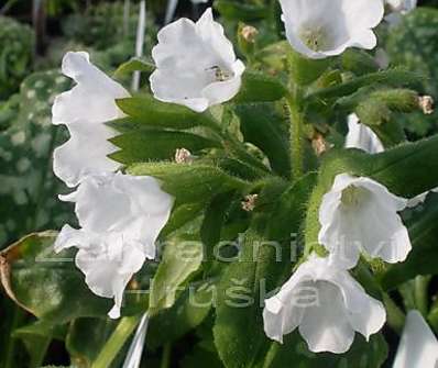 Pulmonaria officinalis 'Sissinghurst White'