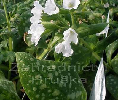 Pulmonaria officinalis 'Sissinghurst White'