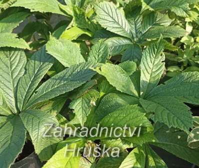 Rodgersia pinnata