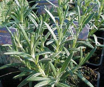 Rosmarinus officinalis Blue Winter