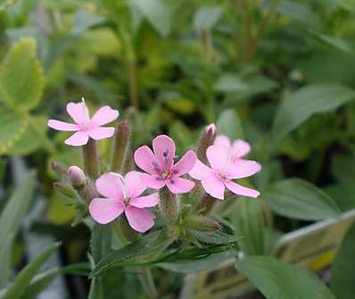Saponaria ocymoides