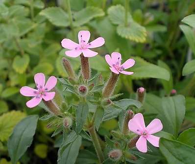 Saponaria ocymoides