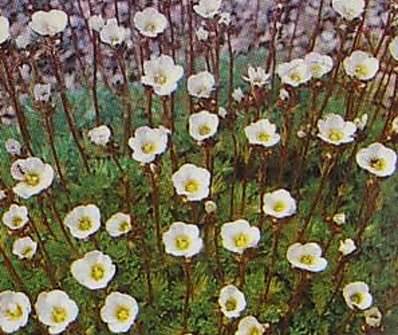Saxifraga arendsii Schnentepich