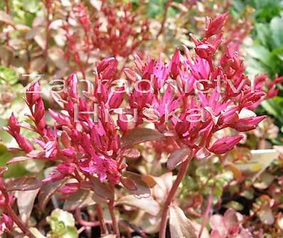 Sedum spurium