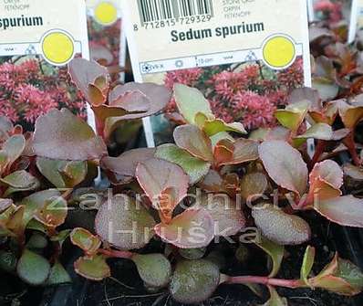 Sedum spurium