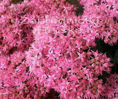 Sedum telephium Herbstfreude Red