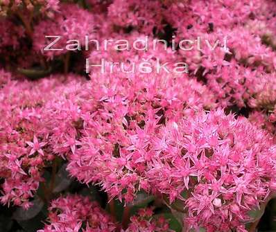 Sedum telephium Herbstfreude Red