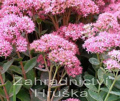 Sedum telephium Herbstfreude Red