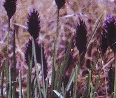 Sesleria heufleriana