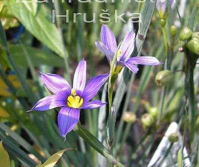 Sisyrinchium angustifolium