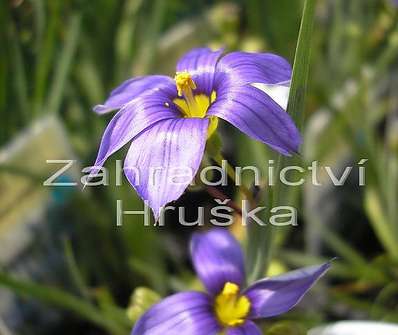 Sisyrinchium angustifolium