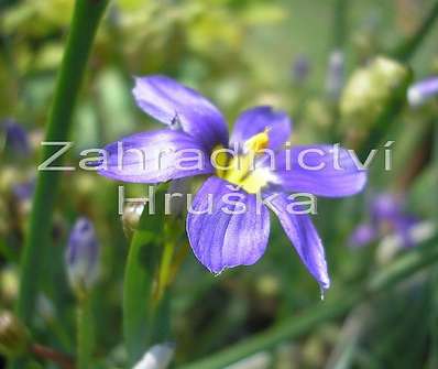 Sisyrinchium angustifolium