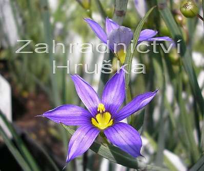 Sisyrinchium angustifolium