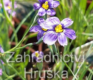 Sisyrinchium angustifolium