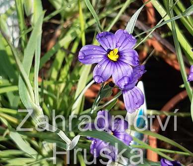 Sisyrinchium angustifolium
