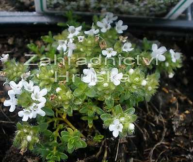 Thymus serpyllum Album