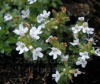 Thymus serpyllum Album